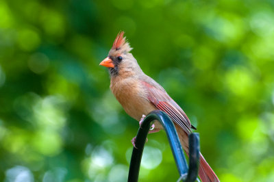 Cardinal