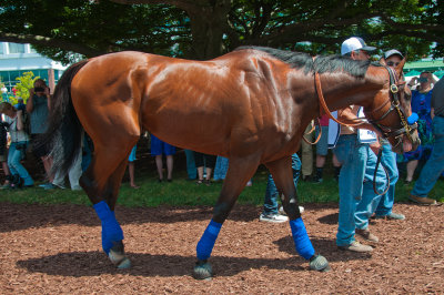 American Pharoah