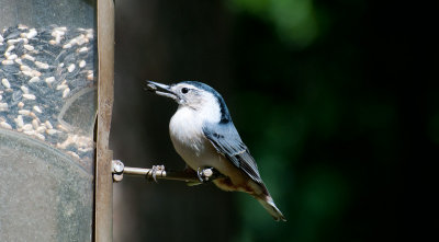 Nuthatch