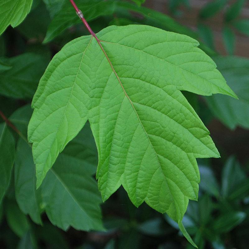 D60 green leaf crop R.jpg