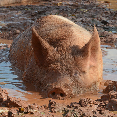 Pig in mud R.jpg