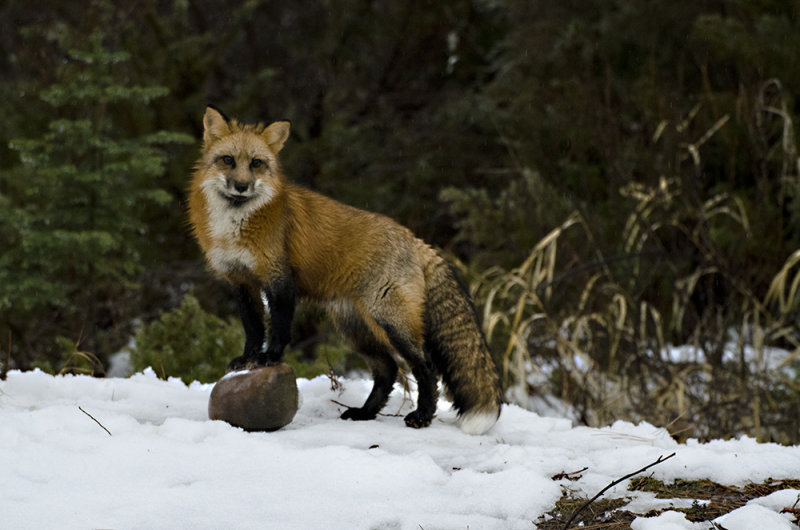 Female Red Fox