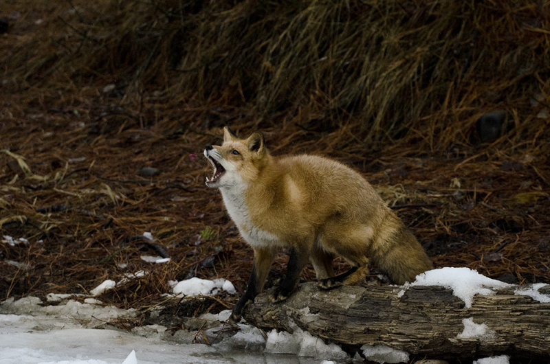 Male Red Fox