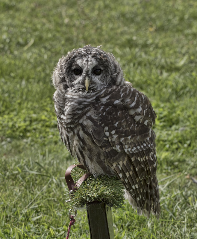 Spencer The Barred Owl