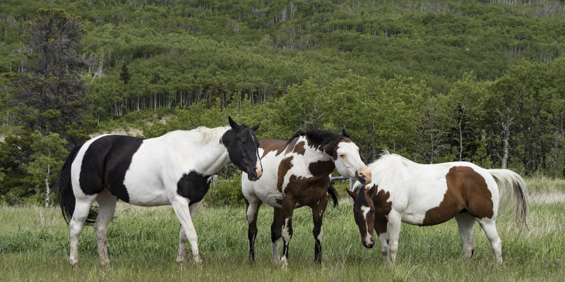 The Three Amigos of Highway 89