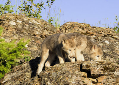 4 Month Old Tundra Wolves