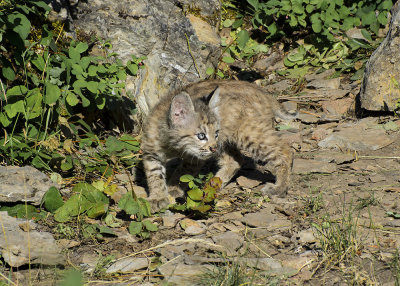  The wild Bobcat stealthily moves about the rocks and trees stalking it's prey