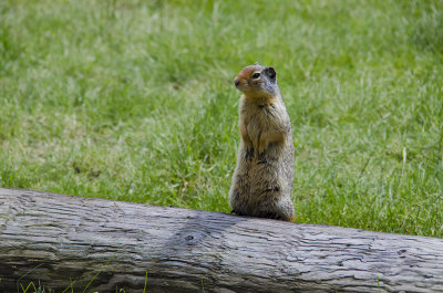 Columbian Ground Squirrel at Lake McDonald Lodge 