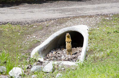 Columbian Ground Squirrel at Lake McDonald Lodge 
