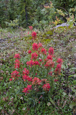 Indian Paintbrush