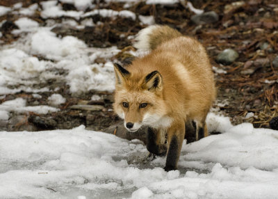 Male Red Fox In Snow