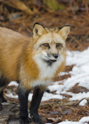 Pretty Male Red Fox