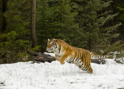 Hershey - Bengal Siberian Cross Leaping