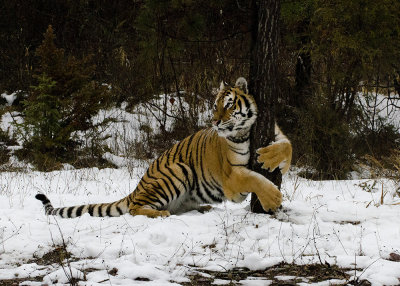 She's a Real Tree Hugger - You know the kind. . . 