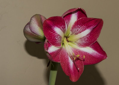 Amaryllis Debut