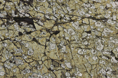 Lichen & Cracks