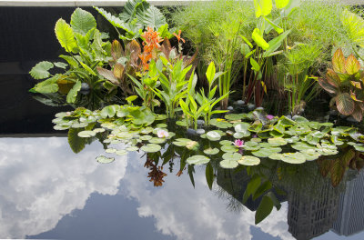 Pretty Urban Pond