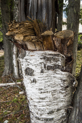 These Birch Trees Are Dying in Droves