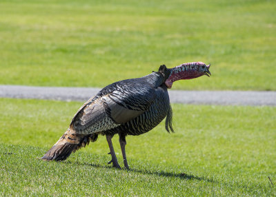 Turkey Gobbling