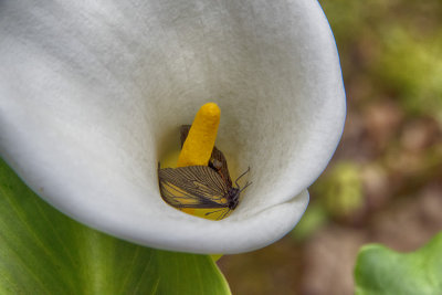 Butterfly Wrapped in Calla Lily