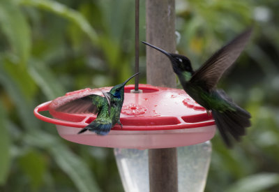 Savegre Hummingbird Encounter