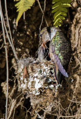 Hummingbird Feeding Time