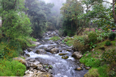 Savegre River in the Cloud Forest