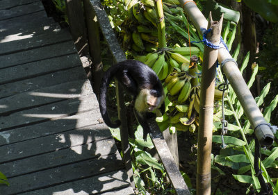 Capuchin Hitting The Banana's
