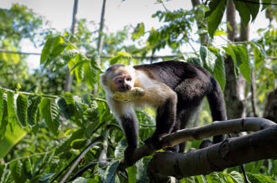 Capuchin With Banana