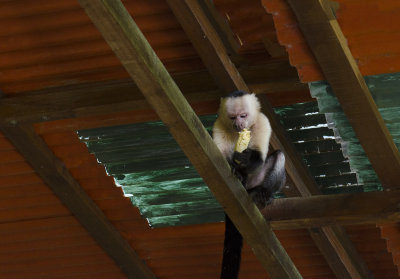 The Capuchin's Visiting