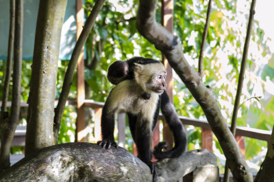 Capuchin with Baby Aboard