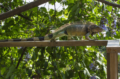 Iguana Jumped From The Tree