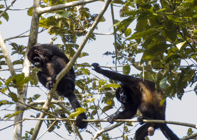 Howler Monkeys