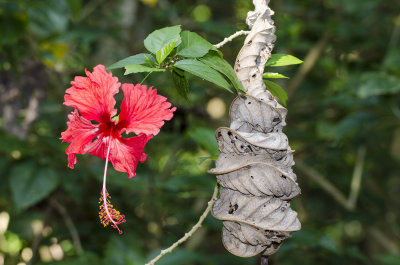Hibiscus and dried Crecropia Leaf