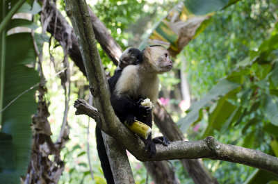 Capuchin with Banana