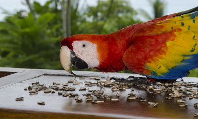 Scarlet Macaw Having An Afternoon Snack