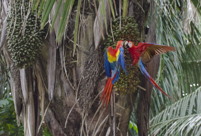 Two Scarlet Macaws Vying for Palm Dates