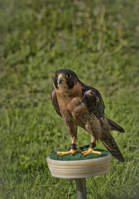 Duke - A Peregrine Falcon