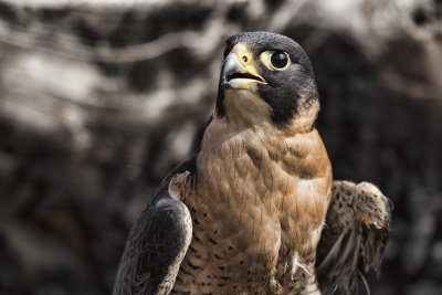 Duke - A Peregrine Falcon