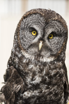 Homer the Great Grey Owl