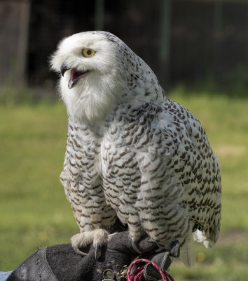 Tika the Snowy Owl