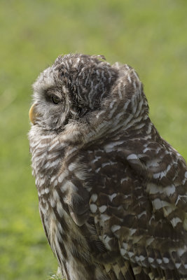 Spencer The Barred Owl