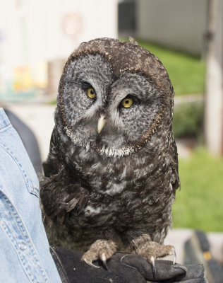 Homer the Great Grey Owl