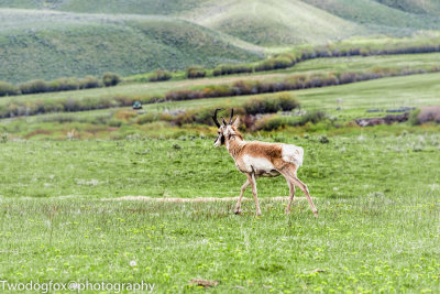 Oh Give Me a Home Where The Antelope Roam