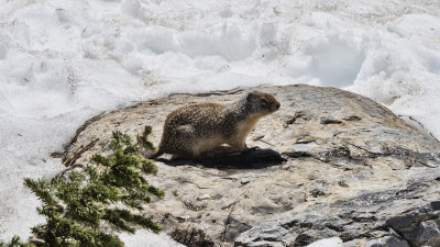 Going To The Sun Highway - Columbian Ground Squirrel