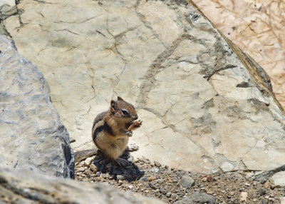 Going To The Sun Highway - Golden Mantled Ground Squirrel