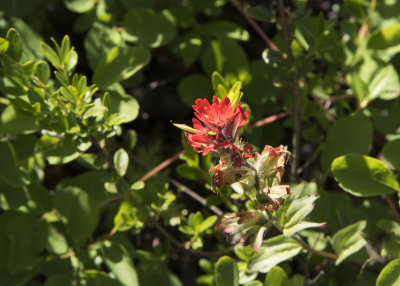 Going To The Sun Highway - Indian Paintbrush