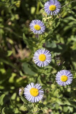 Going To The Sun Highway - Fleabane I think