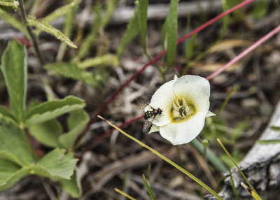 Going To The Sun Highway - Mariposa Lily