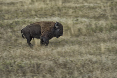 Bison On The Run - Panning
